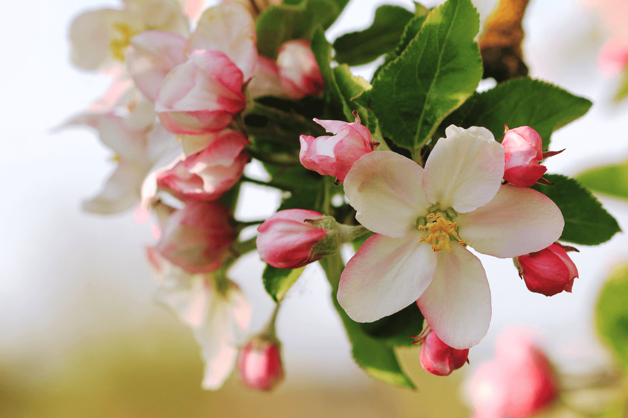 Featured flowers Featured flowers